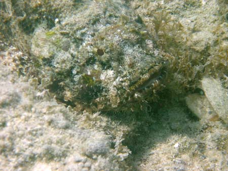 scorpion fish 2 copy