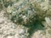 scorpion fish 2 copy